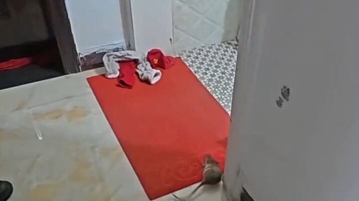 บอกแม่หน่อยว่าฉันไม่ใช่คนขี้ขลาด กลางดึกสามทุ่มทั้งบ้านออกล้อมจับ ซ่อนโน่นซ่อนนี่ หัวหมุนหนีกันจ้าละ