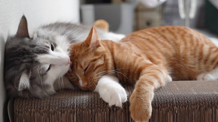 Heartwarming & Adorable Overload! This Little Kitten Just Can’t Get Enough of Its Big Brother!