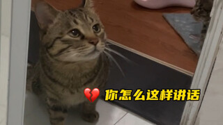 蹲坑的时候小猫一直叫，骂了他几句，小猫快碎了