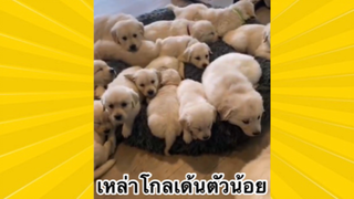 สัตว์เลี้ยงเพื่อนขนปุย : เหล่าโกลเด้นตัวน้อย