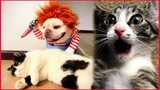 Cute Cat And Dog Best Funniest Video.