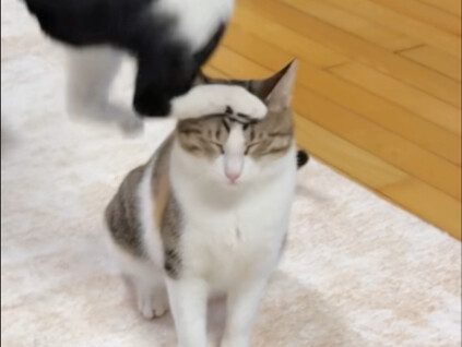 Stray kittens know best how to read people's expressions.