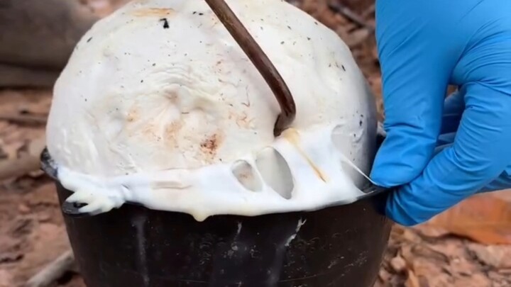 Immersive rubber tapping, from the rubber tree to latex products