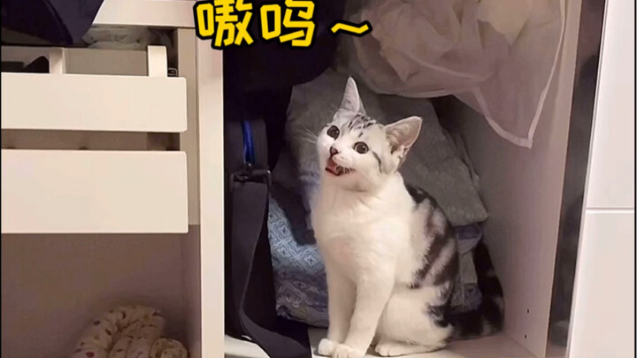 小猫咪的叫声可以有多奶？！而且还学我说话！