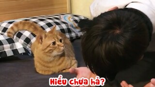 Tiểu Đa - Nuôi mèo dễ lắm các bạn ạ