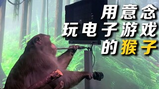 Latest Research from "Brain-Computer Interface" Company: Monkeys Play Video Games Using "Thoughts"