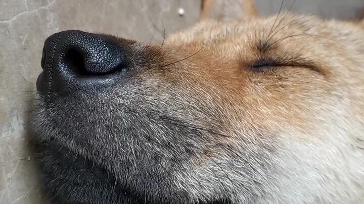 Hóa ra không chỉ mình tôi thích chọc mũi cún con.