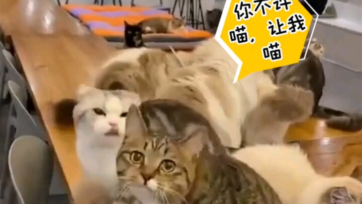 “Bạn không được kêu meo, để tôi kêu meo”