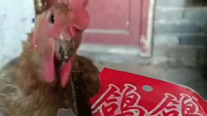 Xem mà làm con bồ câu nhà tôi khóc nhè luôn rồi