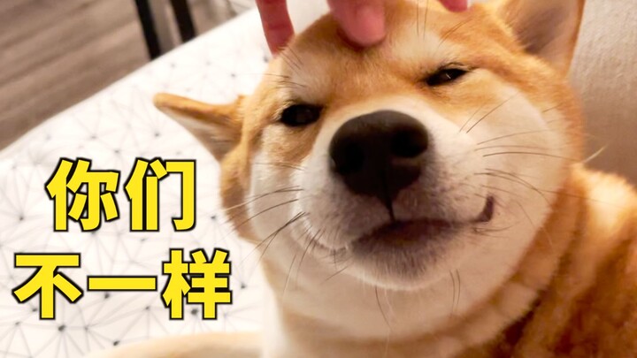 Growslits at Dad but beams with joy at Mom—Shiba Inu Xiao Woo truly has two faces!