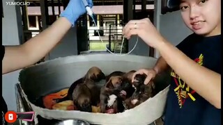 HOW TO FEED AND DEWORM OF CUTE FELLA PUPPIES