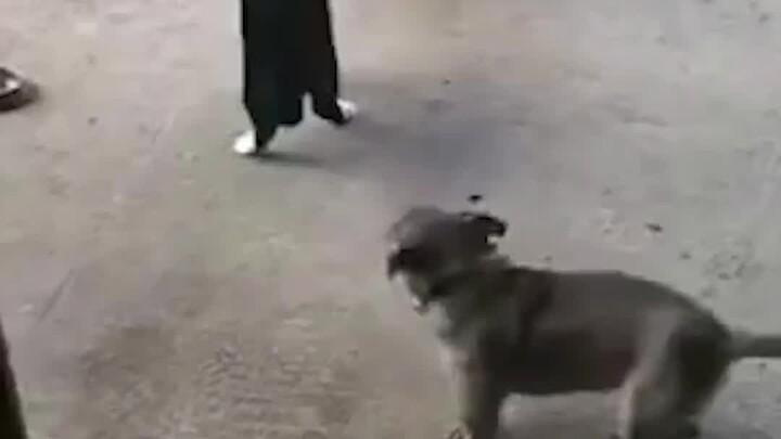 เดิมทีแล้วระหว่างแมวสองตัวก็ไม่ได้มีเรื่องใหญ่อะไรนักหรอก