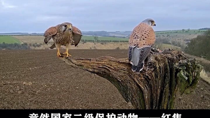 เมื่อก่อนมีคุณลุงเลี้ยงนกไก่ฟ้าท้องแดงจนขยายพันธุ์ล้น ต่อมาสาวน้อยคนหนึ่งก็เลี้ยงเหยี่ยวแดงจนมีอัตรา