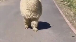 Encountering an alpaca on the road was so cute