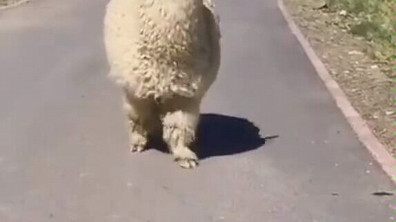 Encountering an alpaca on the road was so cute