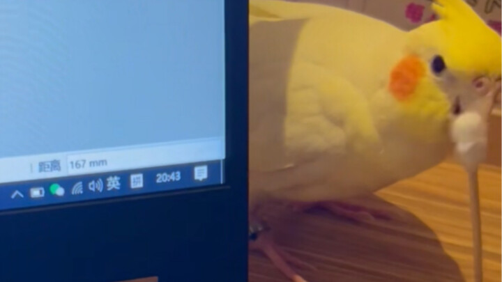 Birds are sneaking around, up to no good.