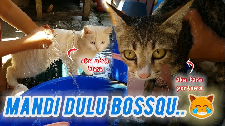 Memandikan 2 Kucing. 🐈🐈😂