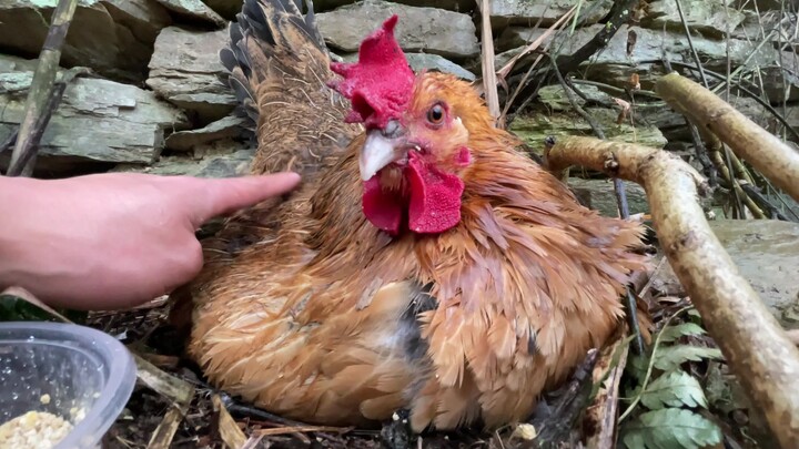 Ayam betina mengerami telurnya di tengah hujan deras; buatkan saja sebuah pondok kecil untuk meneduh