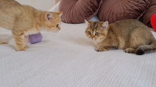 2 anh em nhà mèo vờn nhau