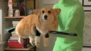 Corgi: Tôi hơi bối rối