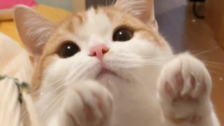 That little look—how can anyone resist it!