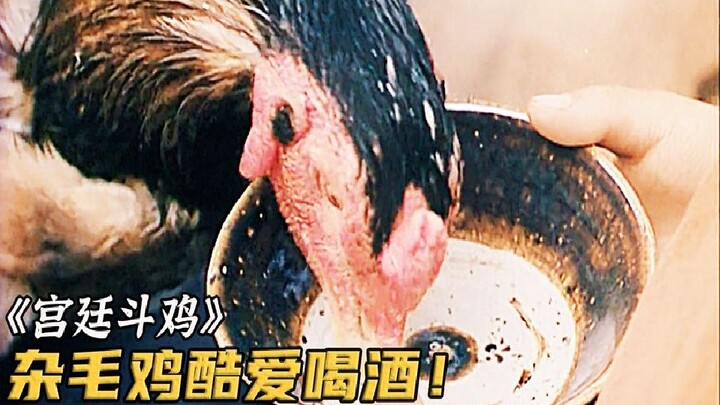 ชายชรานำไก่บ้านจากชนบทไปเข้าร่วมการแข่งขัน เทเหล้าให้มันดื่มสองถ้วย จนกลายเป็นผู้ไร้เทียมทานคว้าชัยช