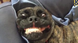 พยายามอย่าหัวเราะในการดูวิดีโอตลกปี 2020 11