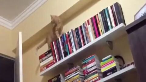 Cats Falling Compilation