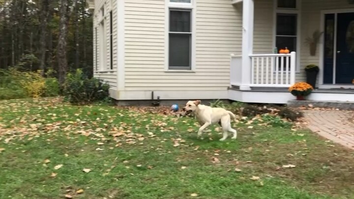 This dog is very mischievous.