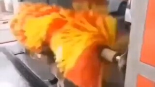 Anjing lagi-lagi datang untuk mandi!