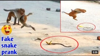 Fake-Snake-vs-Funny-Monkey-Prank