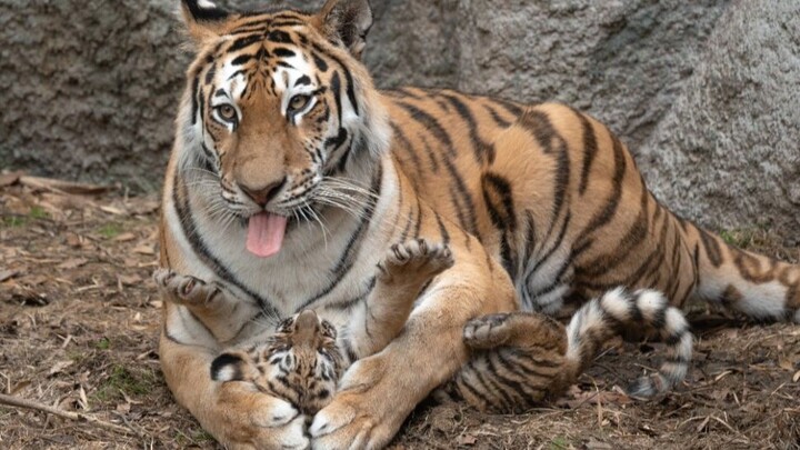 The tiger mom gently carries her injured cub into her embrace, then gives it a strong lick [Heartwar