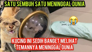 Kucing Ini Sedih Banget Melihat Temannya Meninggal  Dunia Di Klinik..!