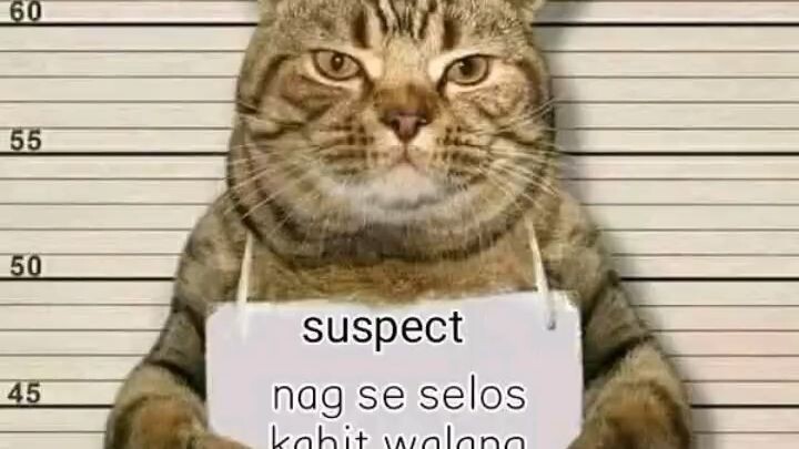 meow meow