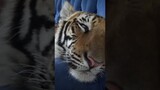 Waking up a tiger!