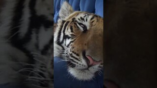 Waking up a tiger!