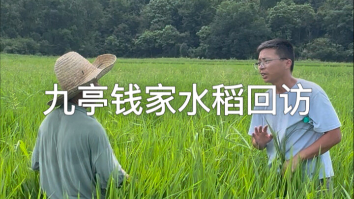 Follow-up visit to the Qian family’s rice fields in Jiuting, Yingtan: although the chickens didn’t g