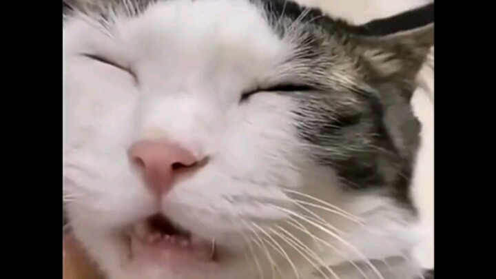 “Kucing jepit kelas atas”