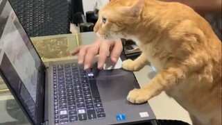 Cat: This family will fall apart sooner or later without me!