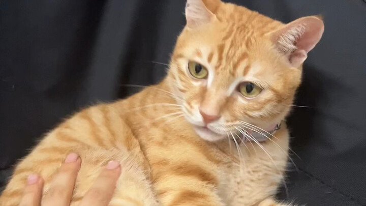 只有单核处理器的小猫