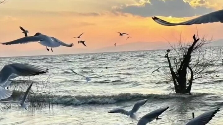 Những vì sao lấp lánh của nhân loại