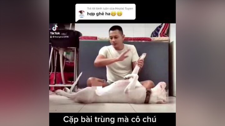 Trả lời  Tuyen Chúc cô chú chiều vui vẻ clipvui cliphai giảitrí xuhuong