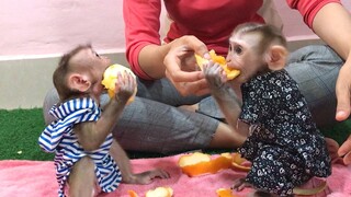 Feeding orange Mino and Coconut monkey