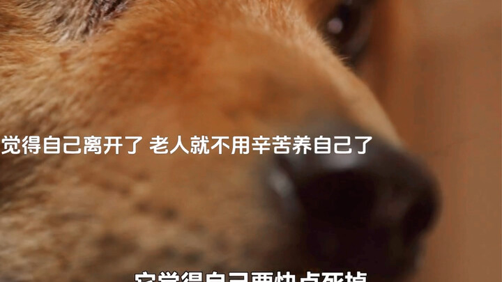 The little dog, afraid the old man would be too tired, tried to end its own life by refusing to eat!