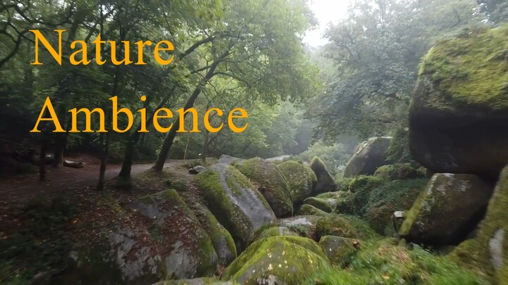 Relaxing Nature & Soft Music | Calming Views for Sleep, Study, and Stress Relief