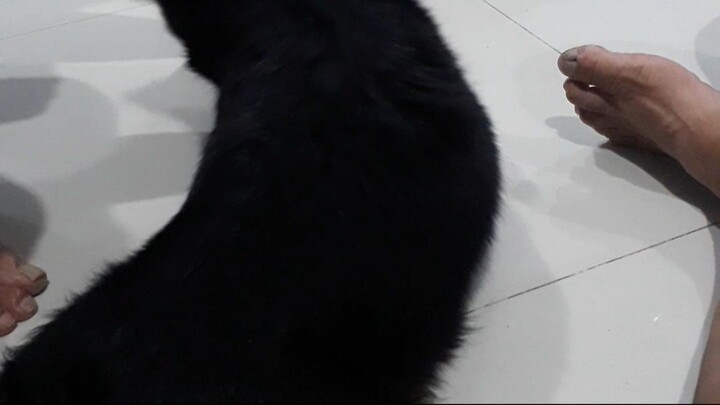 kenangan kelucuan dogy saya