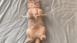 Penebusan seekor kucing