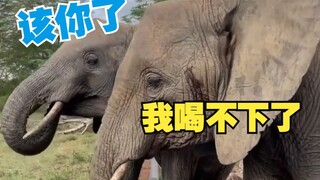 The water pipe is leaking, and the elephant instantly turns into a temporary "water dispenser" and g