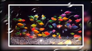 Glofish