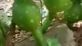 pungi